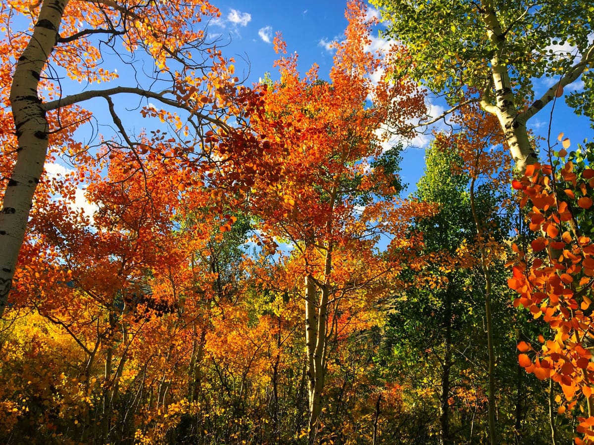 Fall Has Fallen